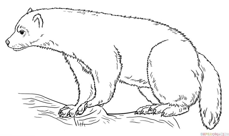 How to draw a wolverine step by step drawing tutorials wolverine animal animal coloring pages coloring book pages