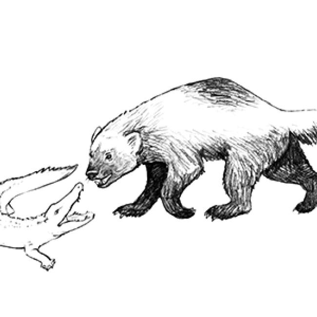 Study by etsu researchers describes worlds oldest wolverine gray fossil site and museum