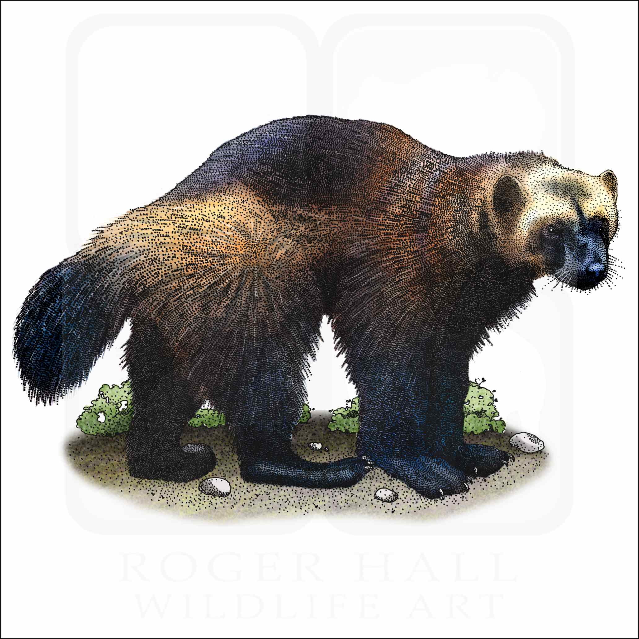 Wolverine