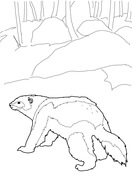 Wolverine coloring pages free coloring pages