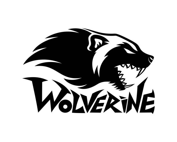 Drawing of a animal wolverine stock illustrations royalty