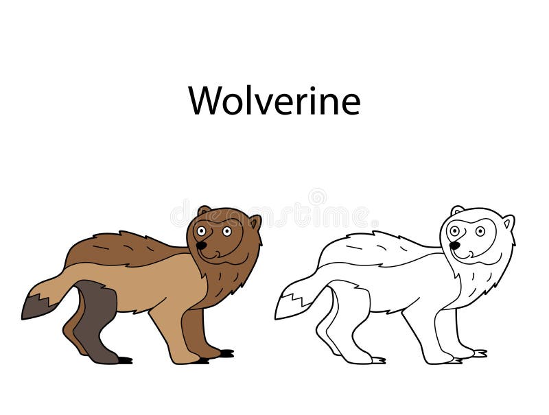Funny cute animal wolverine isolated on white background linear contour black and white and colored version stock vector