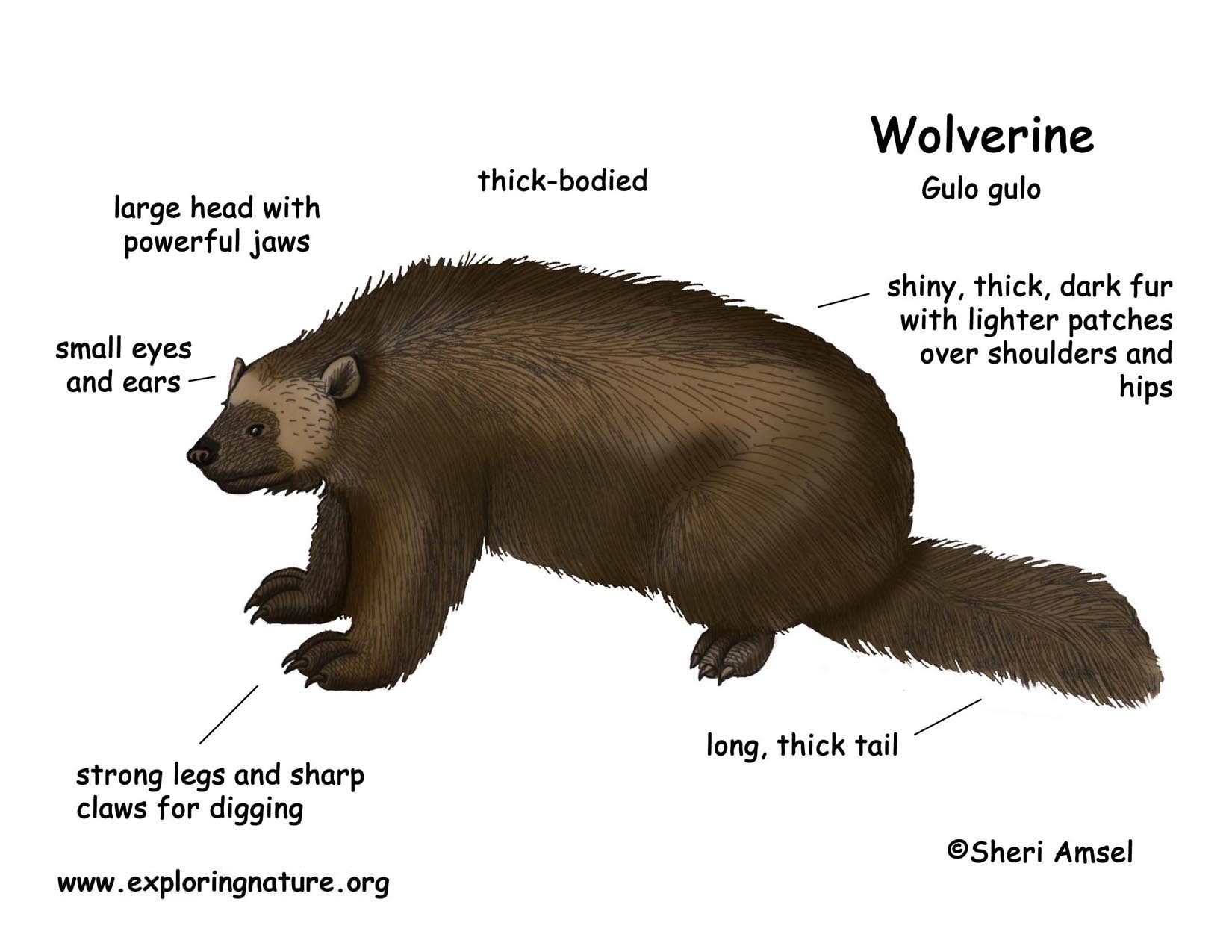 Wolverine