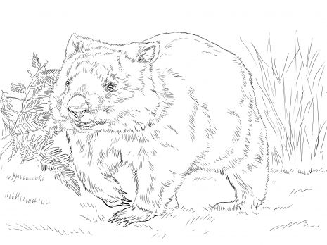 Mon wombat coloring page super coloring malvorlagen tiere wombat ausmalbilder