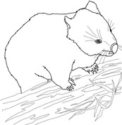Wombat coloring pages free coloring pages