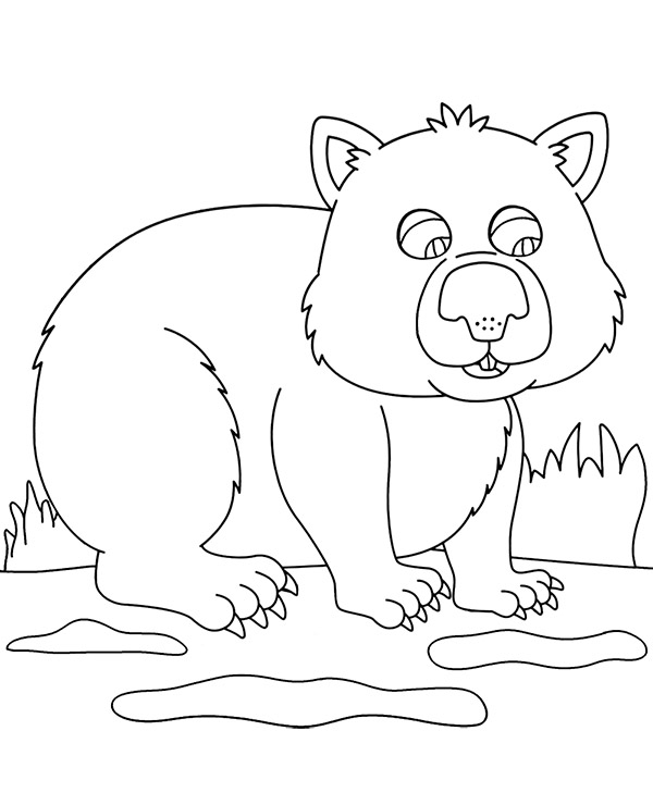 Wombat coloring page australian marsupial
