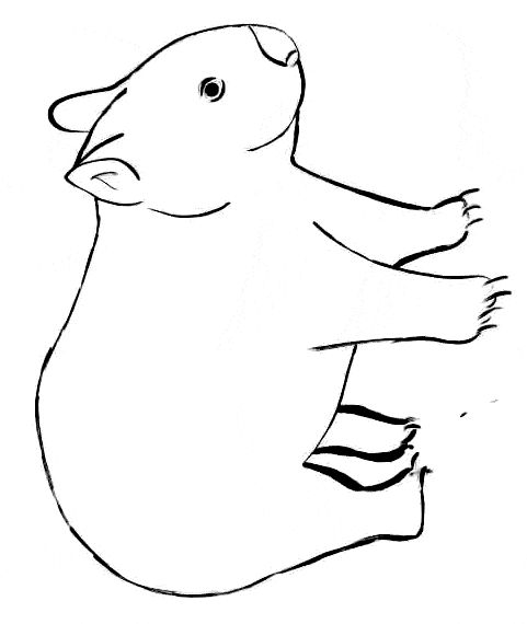 Free wombat coloring page australia animals animal outline wombat