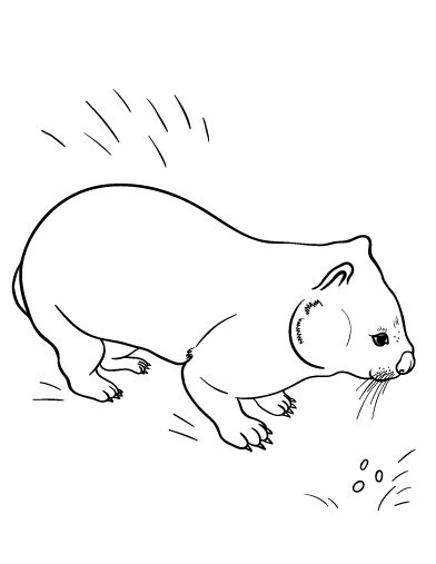 Free wombat coloring page