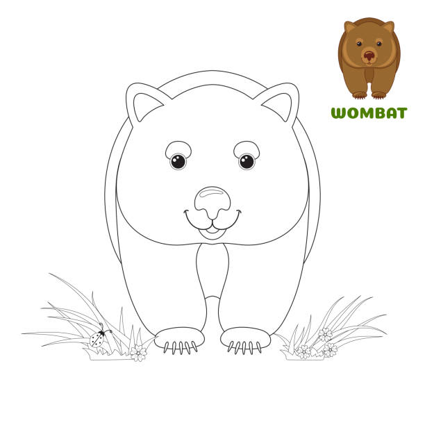 Coloring book page for preschool children with colorful australian wombat and outlines to color vector illustration for kids education and child development australian animal stock illustration