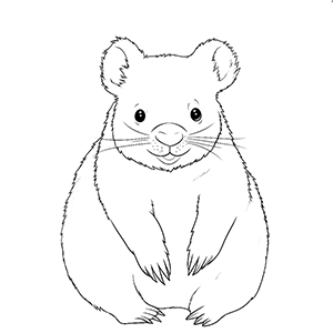 Wombat coloring pages â coloring corner