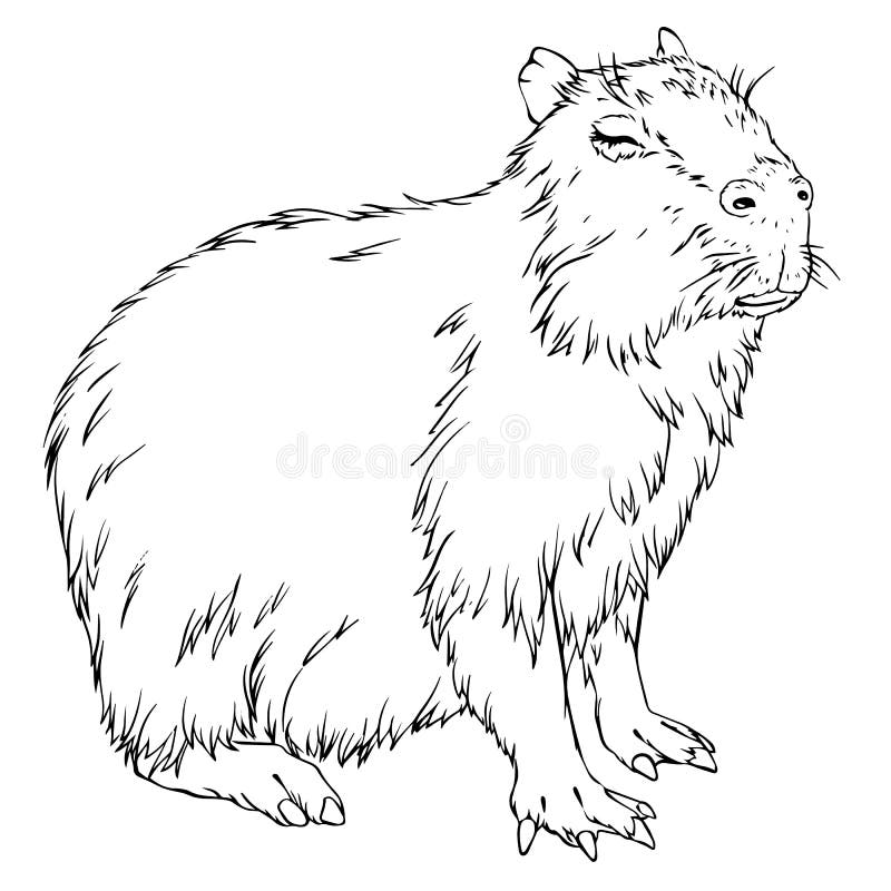 Wombat coloring stock illustrations â wombat coloring stock illustrations vectors clipart