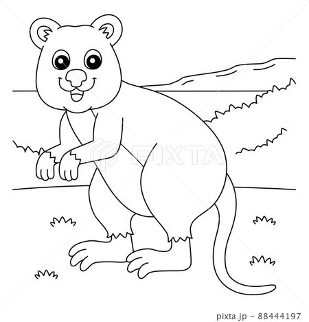 Quokka animal coloring page for kids