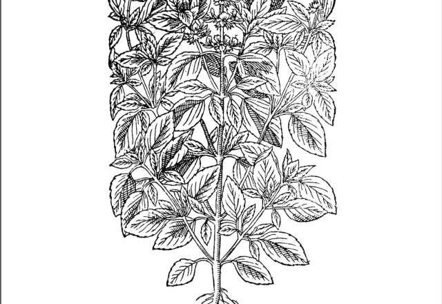 Woodcut â color our collections