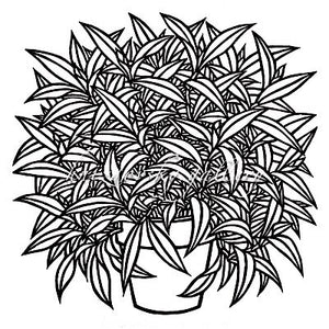Jacques zebrina woodcut x image size â