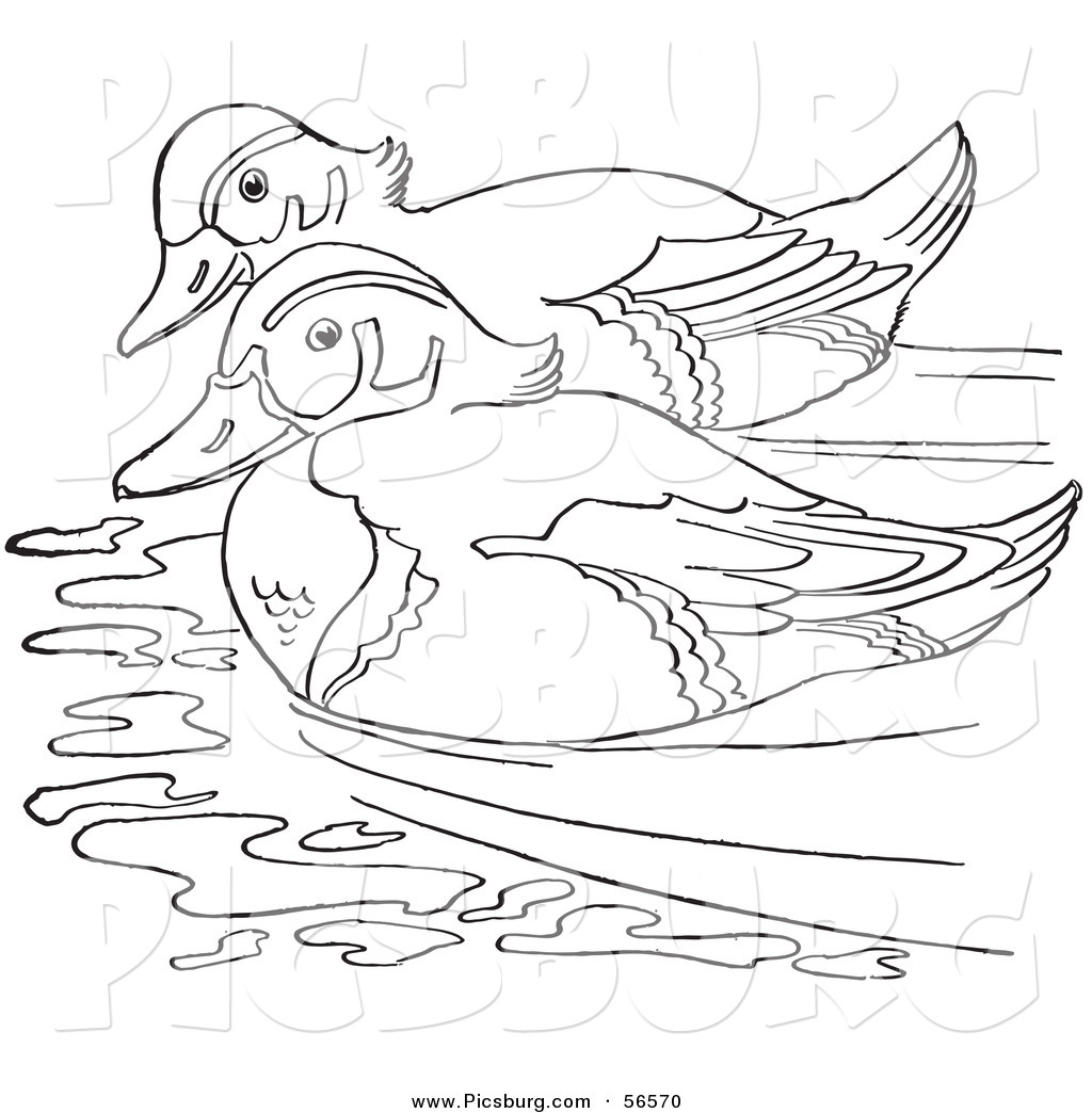 Clip art of a wood duck couple swimming in a pond