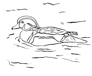 Free coloring pages and reference pictures