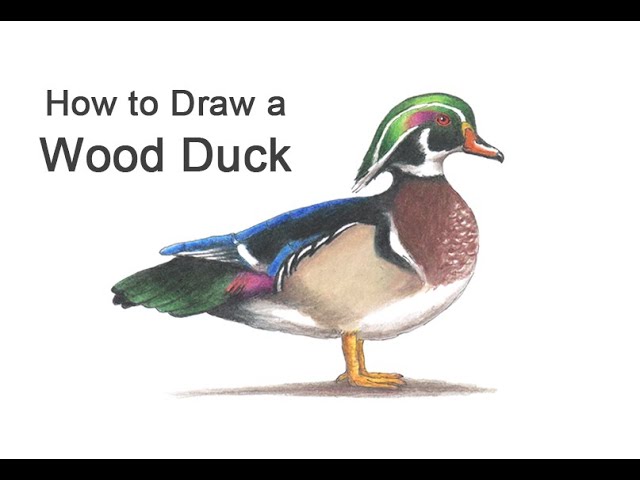 How to draw a wood duck