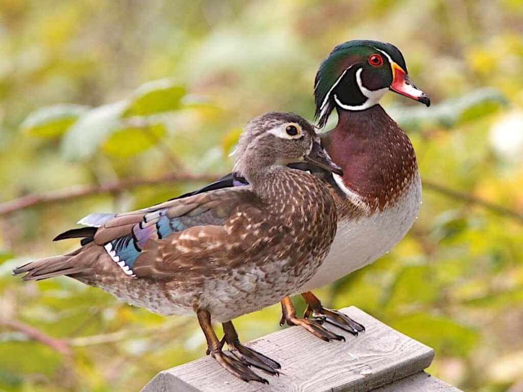 Realistic duck coloring pages