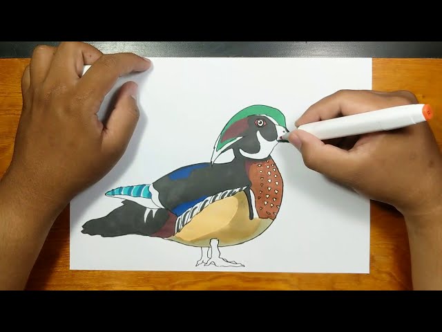 How to draw and coloring wood duck bird step by step