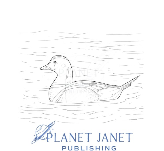 Wood duck in a pond line drawing semi