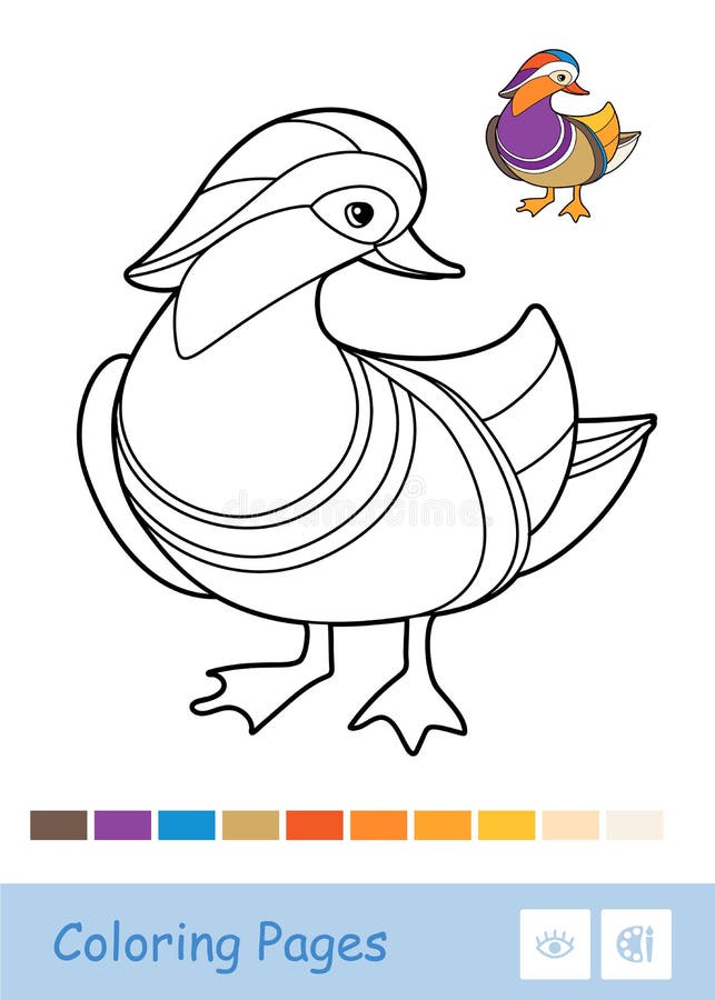 Colorful vector template and colorless contour illustration of a mandarin duck wild birds preschool kids coloring book stock vector