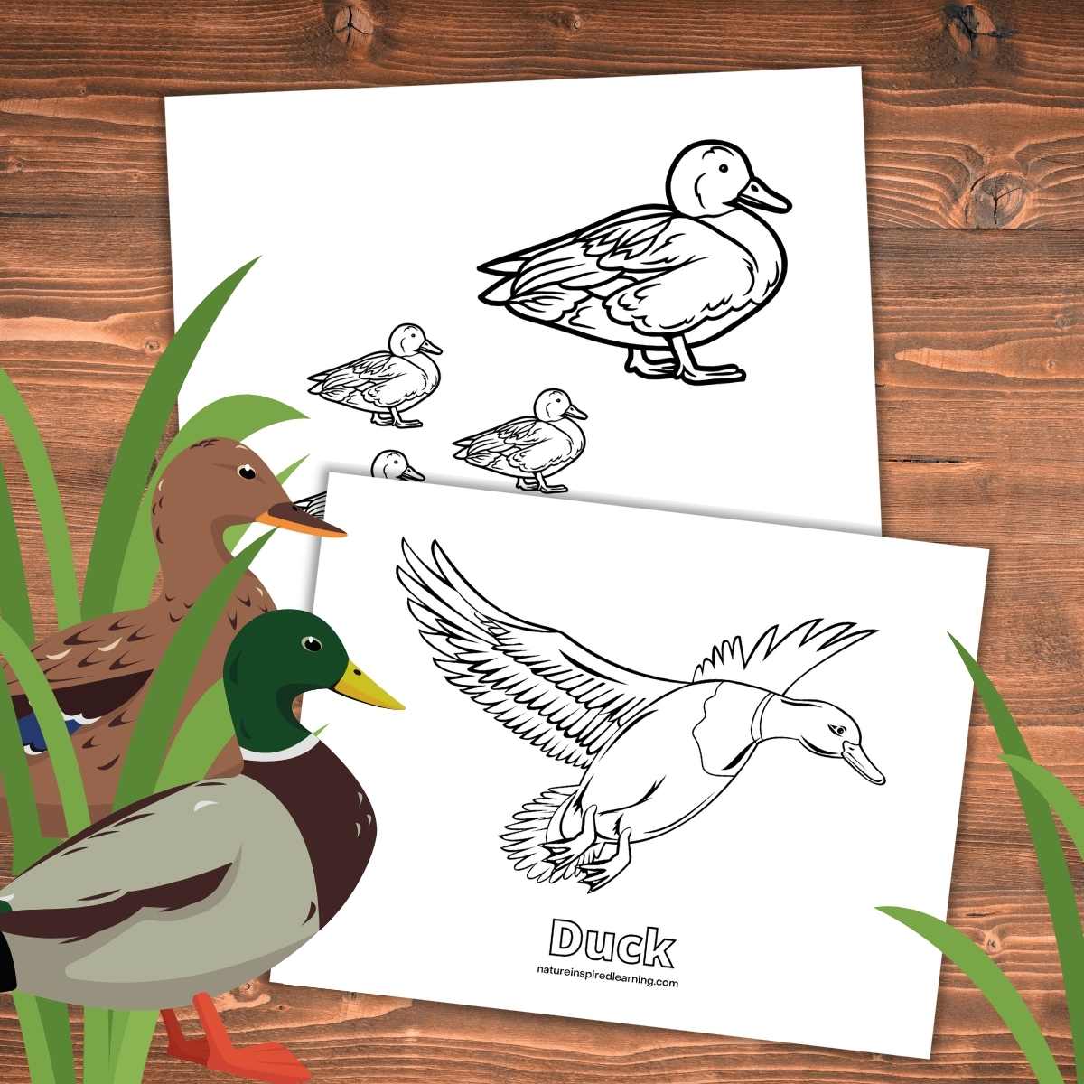 Realistic duck coloring pages