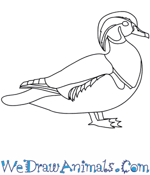 How to draw a wood duck