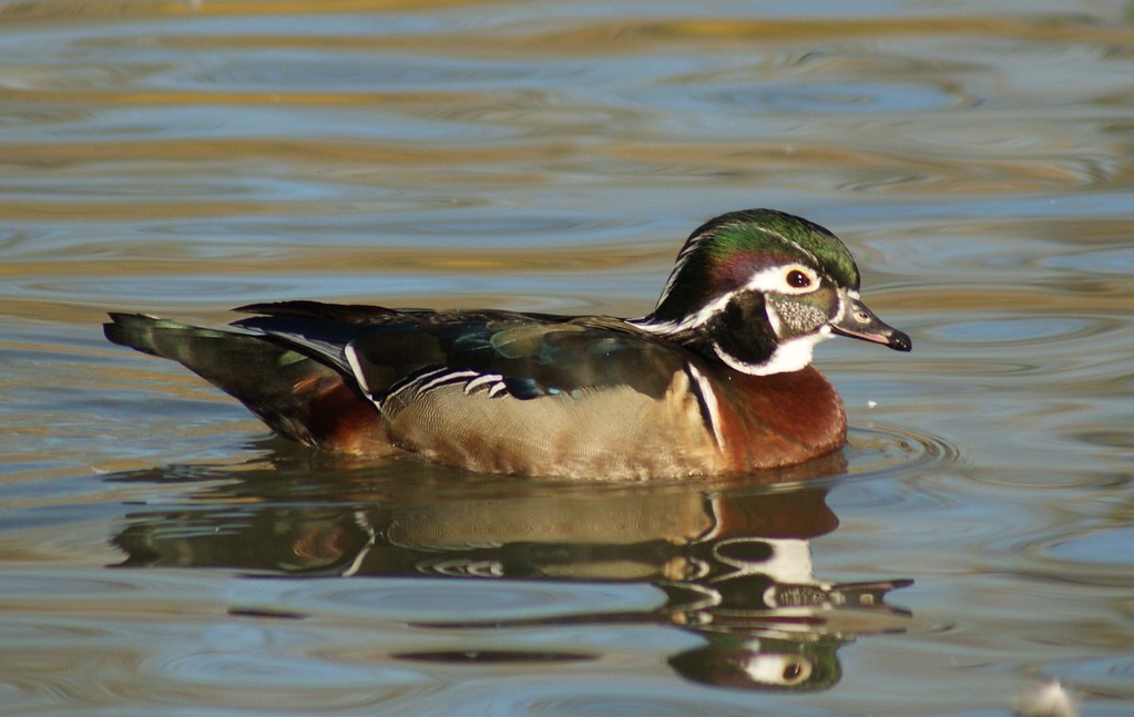 Mystery wood duckgirlboy taken at dawson creek corâ