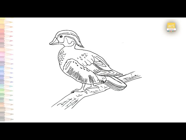 Wood duck outline sketch dibujo del contorno del pato de madera how to draw a wood duck easy