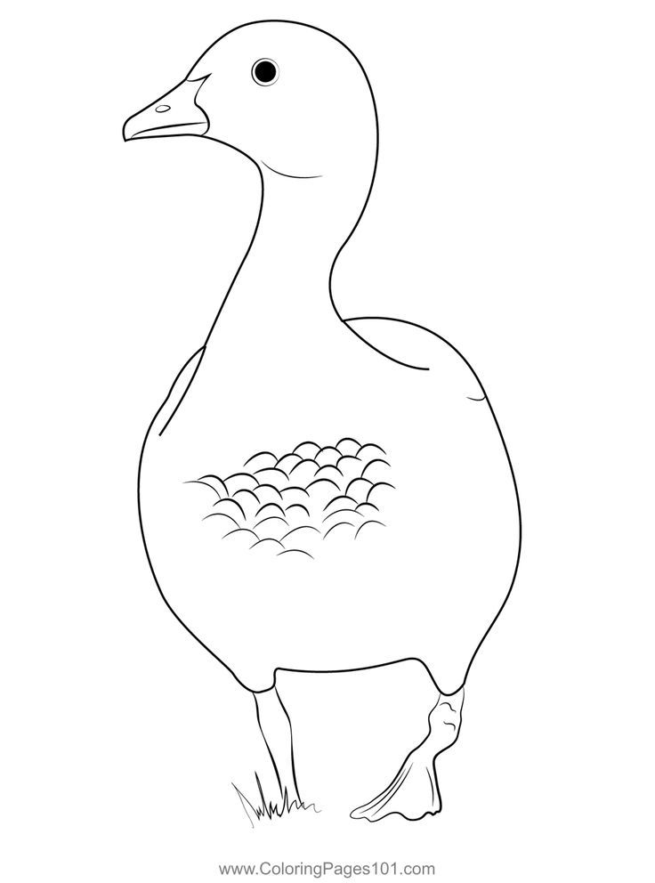 Australian wood duck male coloring page wood ducks coloring pages color