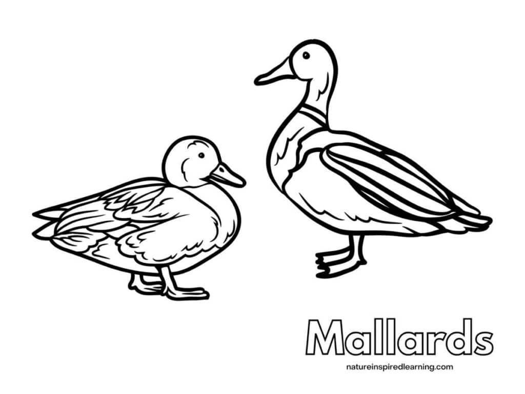 Realistic duck coloring pages