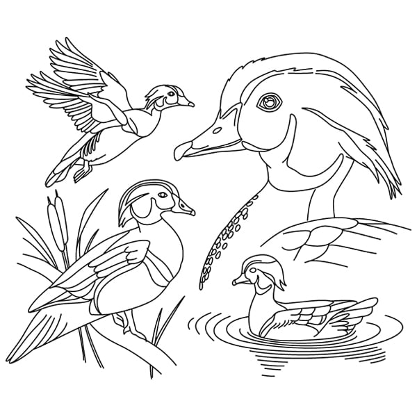 Wood duck sketch svg dxf cutting machine laser cutting designs craft genesis