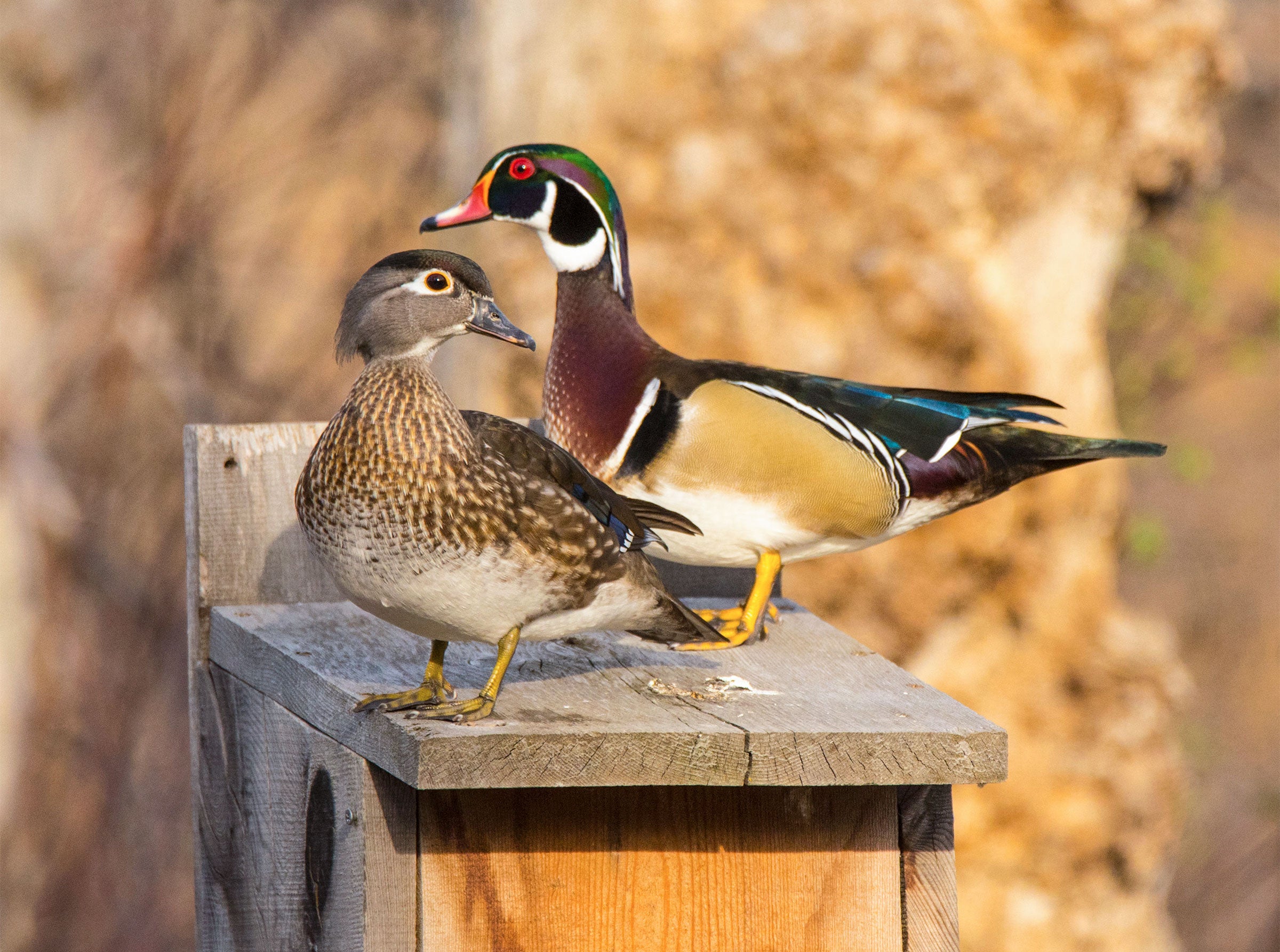 How to build a wood duck nest box