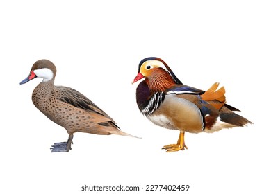 Mandarin duck images stock photos d objects vectors