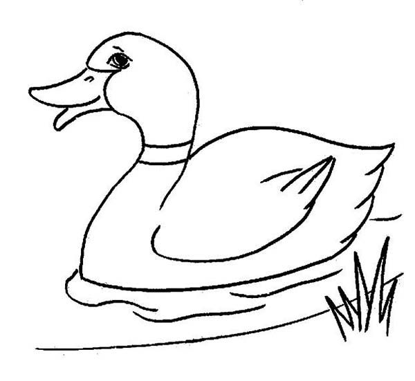 Duck picture coloring page duck pictures puppy coloring pages cartoon coloring pages