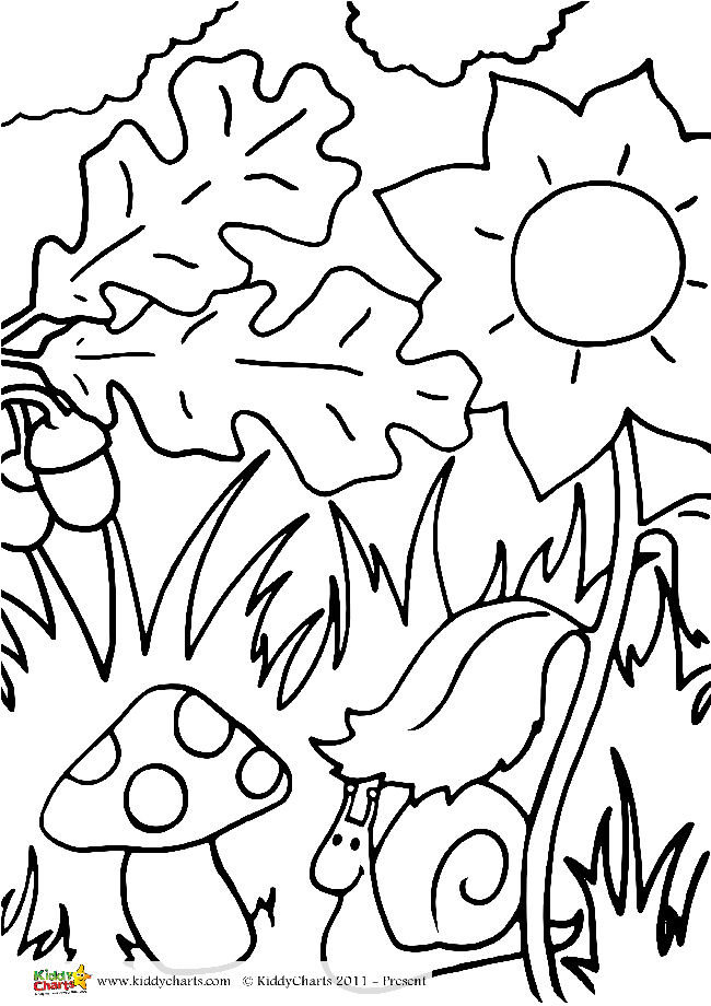 Woodland creatures adult and kids colouring