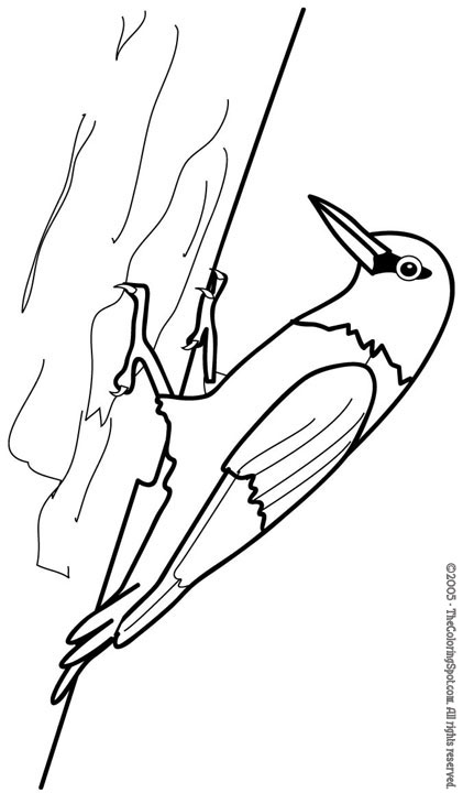 Woodpecker coloring page audio stories for kids free coloring pages colouring printables