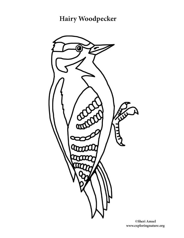 Woodpecker hairy coloring page