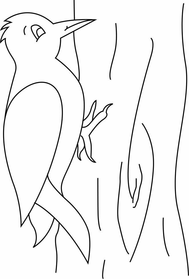 Woodpecker coloring pages