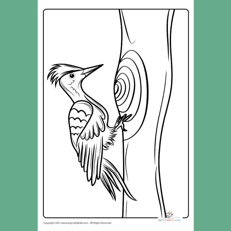 Woodpecker coloring page