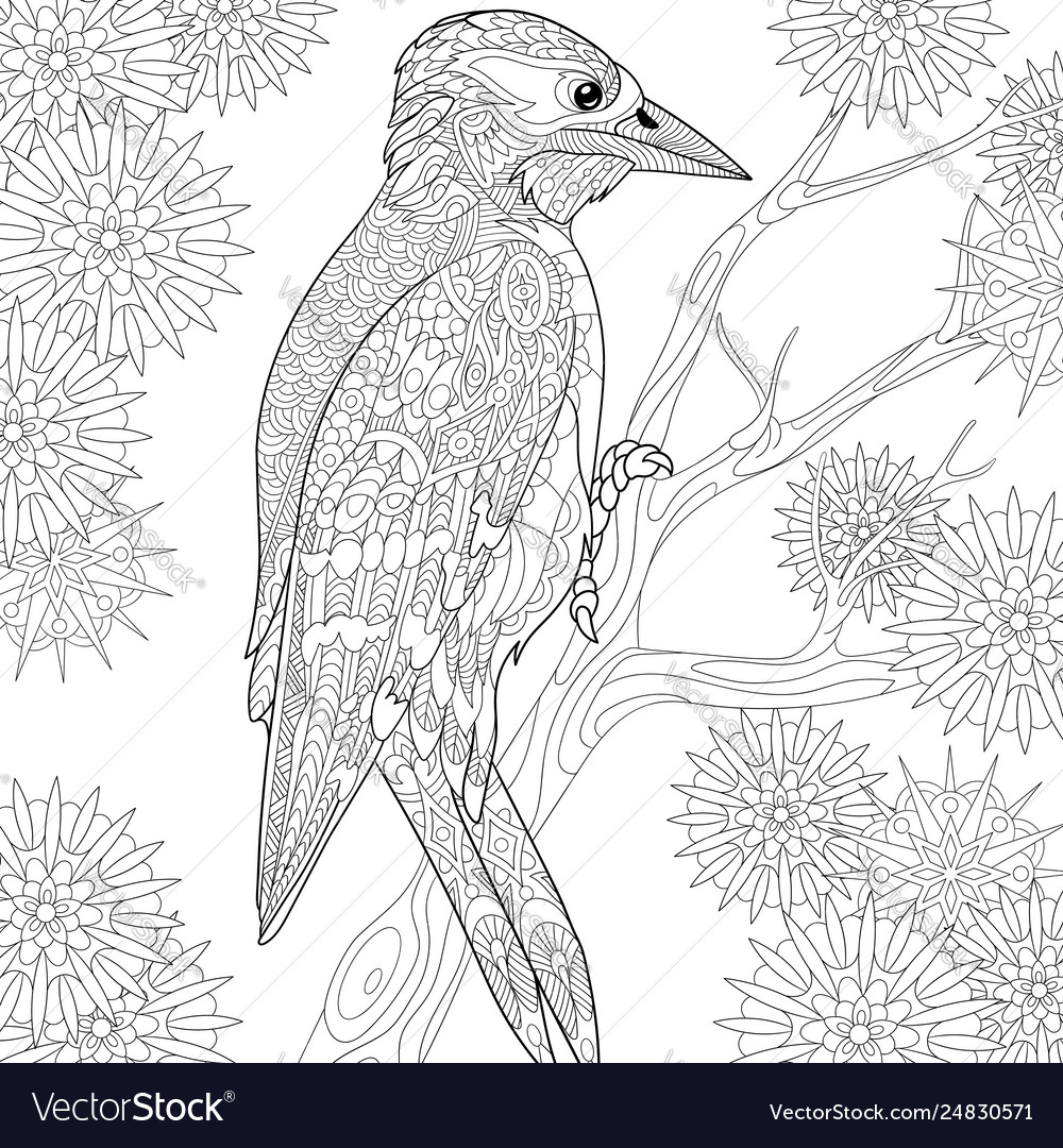 Woodpecker adult coloring page royalty free vector image
