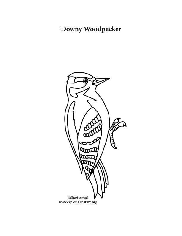 Woodpecker downy coloring page