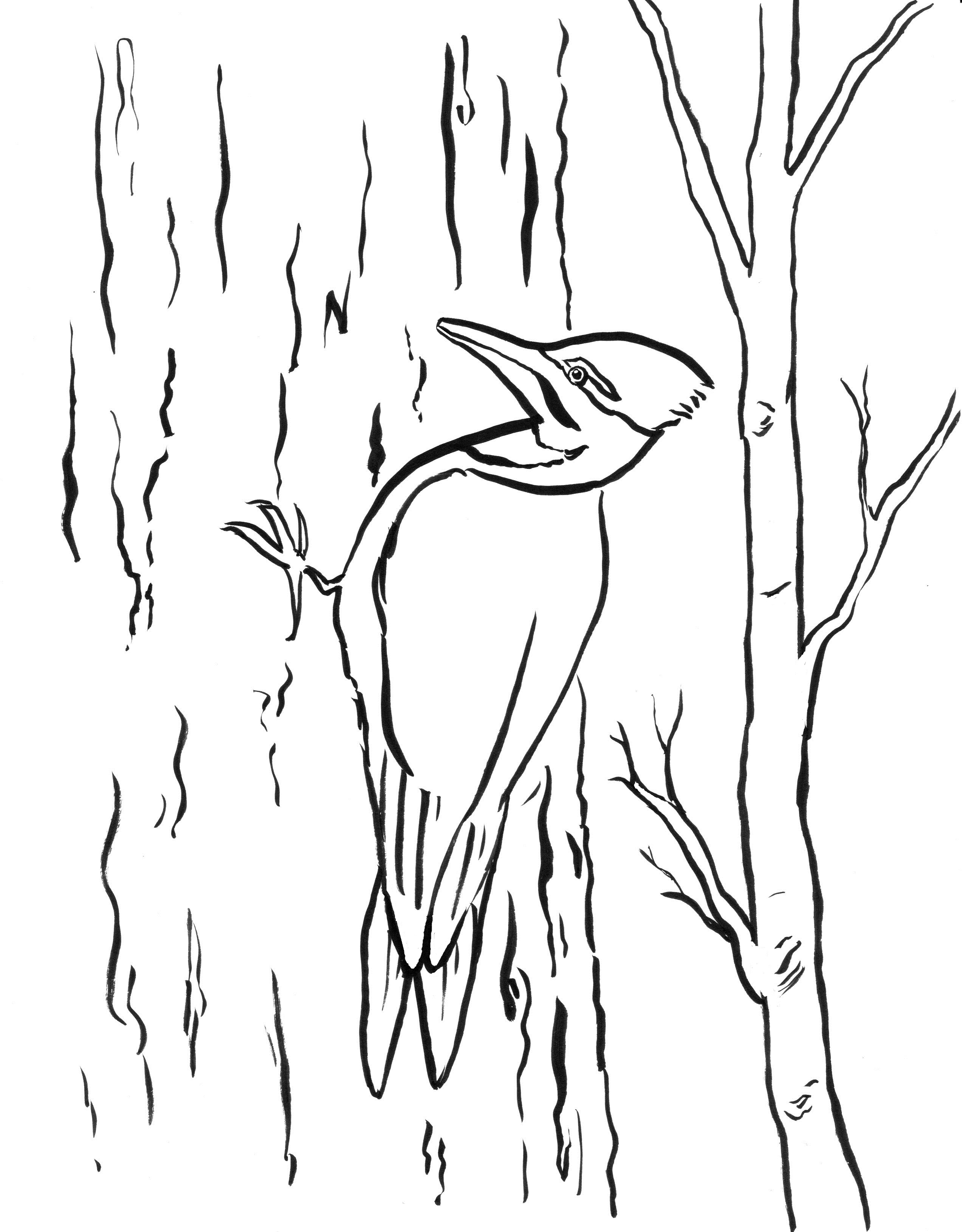 Woodpecker coloring page