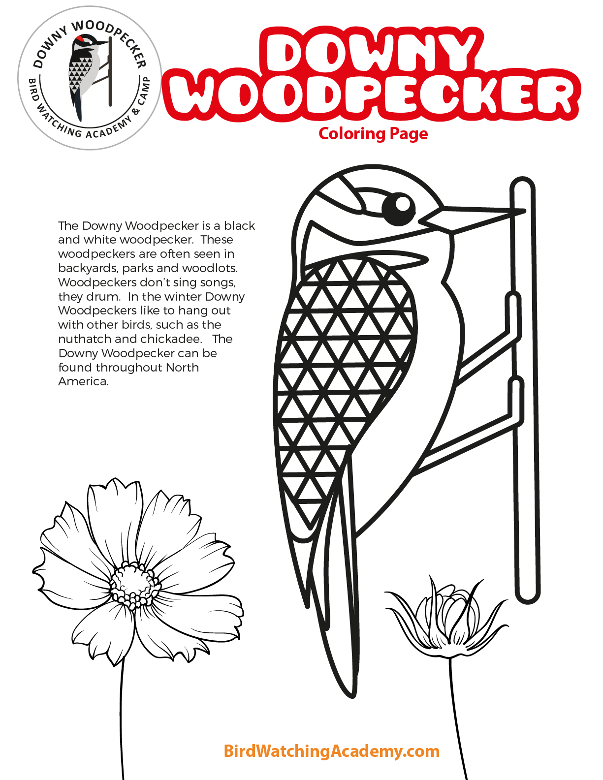 Downy woodpecker coloring page