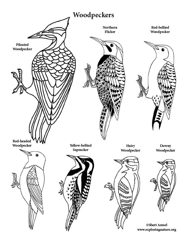 Woodpeckers coloring page