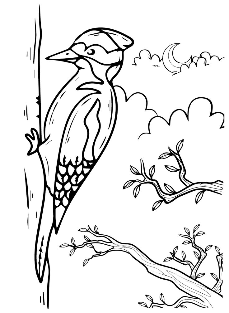 Woodpecker coloring pages