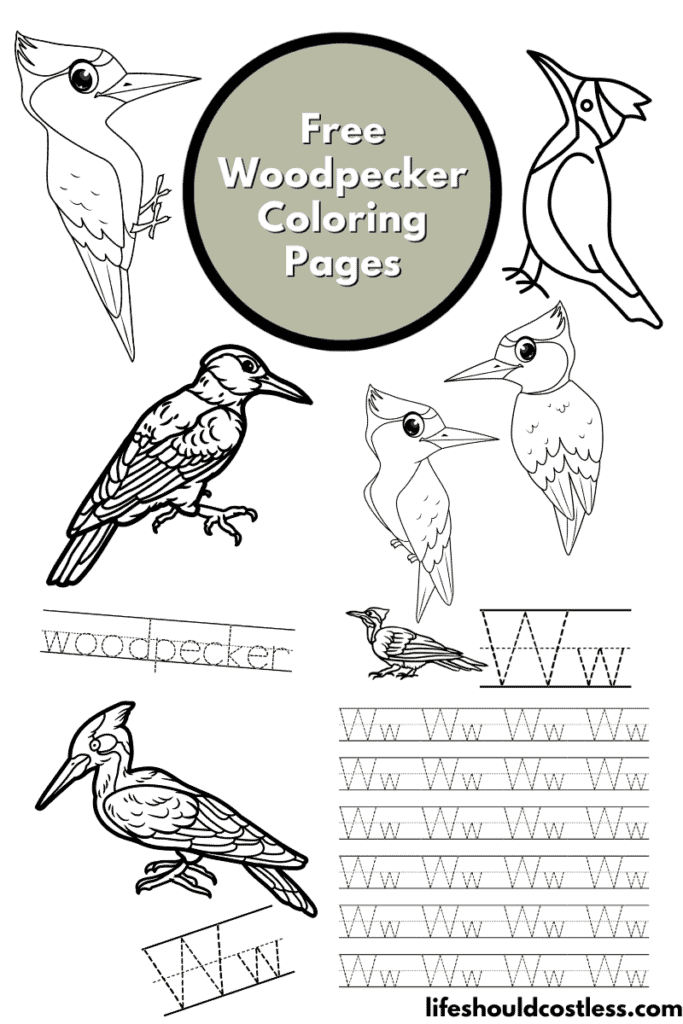 Woodpecker coloring pages free printable pdf templates