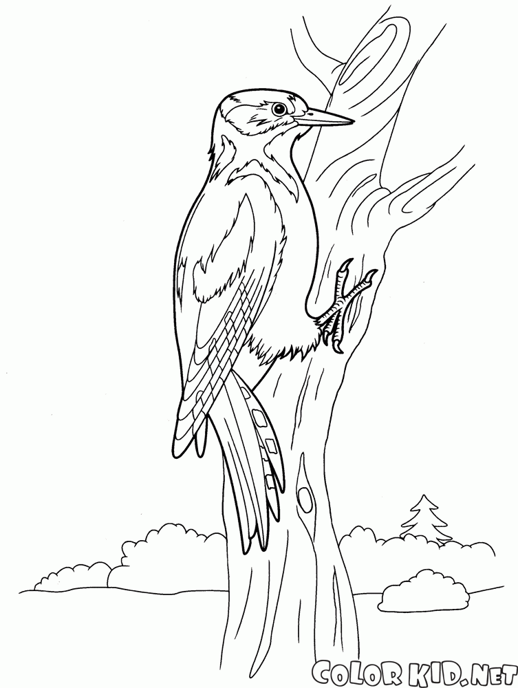 Coloring page