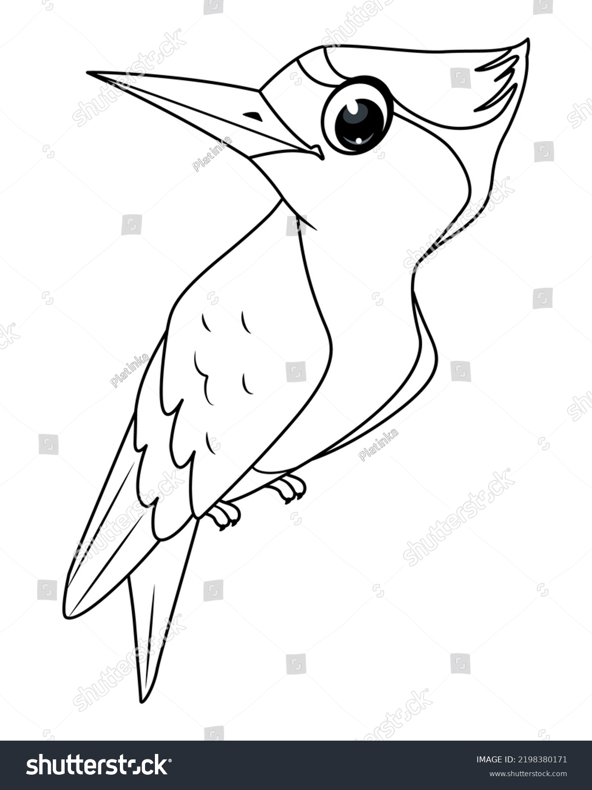 Forest bird woodpecker coloring page outline stock vector royalty free