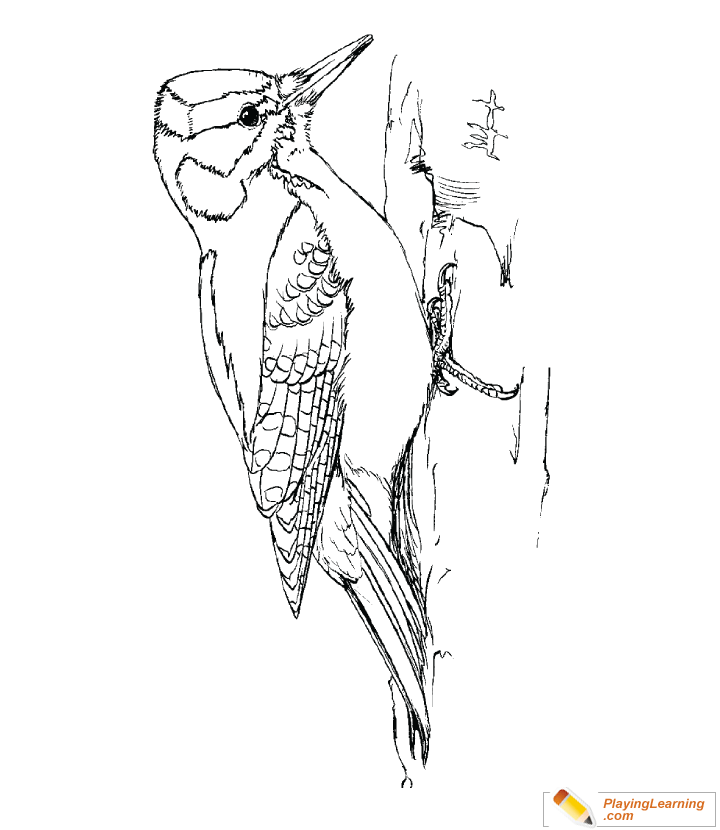 Bird hairy woodpecker coloring page free bird hairy woodpecker coloring page